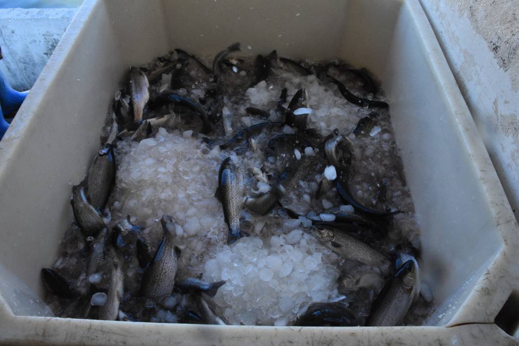 Denizi olmayan köyden 10 ülkeye balık yolladılar 4